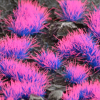 Gamers Grass  4 mm – Alien Neon (Wild) | Niebiesko-różowe kępki trawy do obcych światów i dioram fantasy